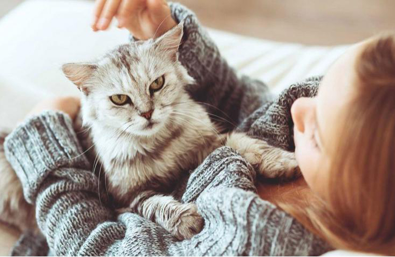 ما هي فوائد تربية القطط في المنزل؟