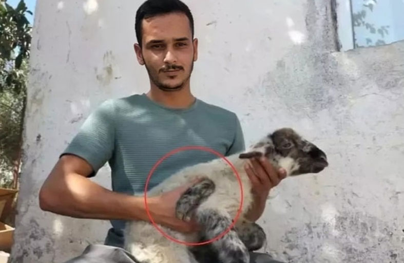 نعجة تنجب حملاً بـ5 أرجل 