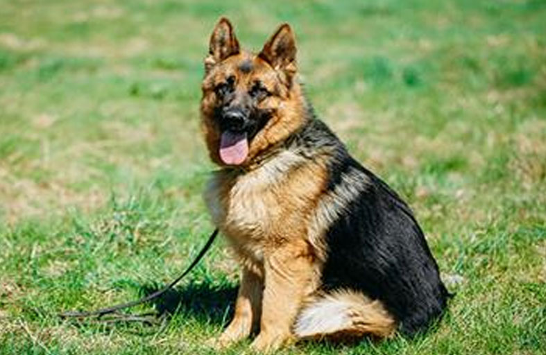 ينجو من هجوم كلاب بعد انفجار هاتفه في جيبه 