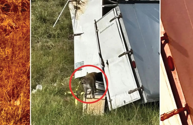 انقلاب شاحنة محمّلة بقرود مصابة بأمراض