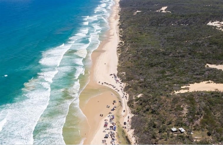 جثة شابة محاطة بـ12 كلباً تستنفر الشرطة