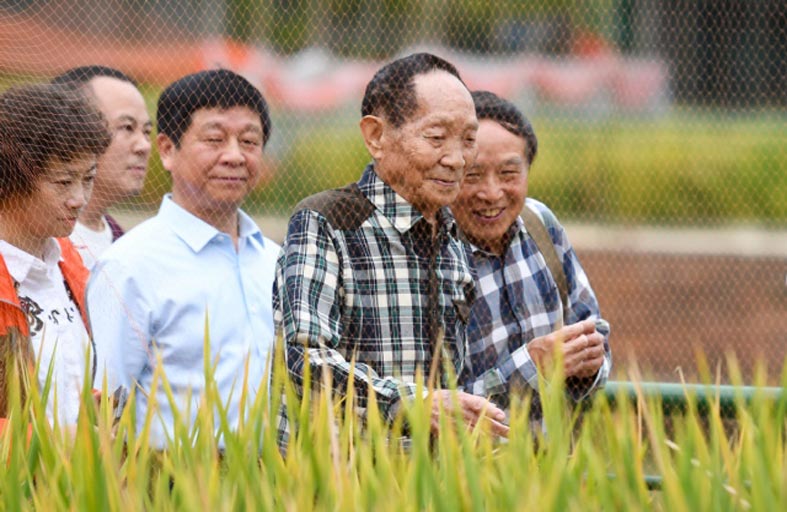وفاة «مبتكر الأرز الهجين» في الصين