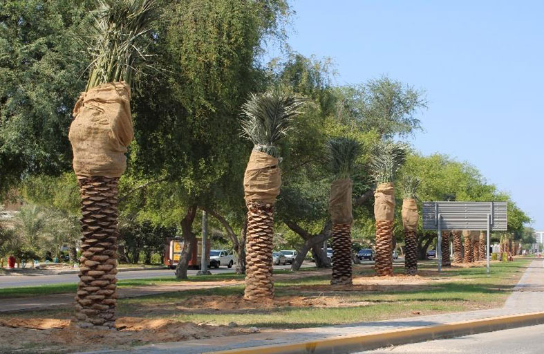 بلدية مدينة أبوظبي تنجز المرحلة الأولى من تجميل شارع خليفة بن شخبوط