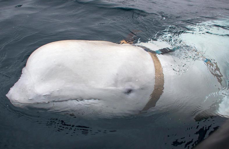 الحوت الجاسوس يظهر مجددا في السويد