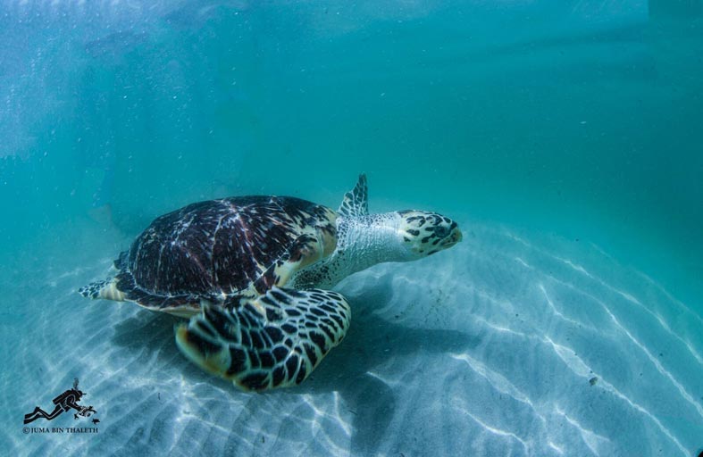 حملة استدامة وطنية تستعرض التأثير الإيجابي لمبادرات الاستدامة على مختلف المجالات