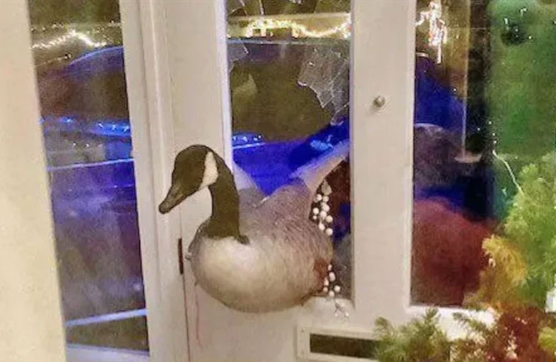 بسبب «أوزة».. عائلة تعيش ليلة مرعبة