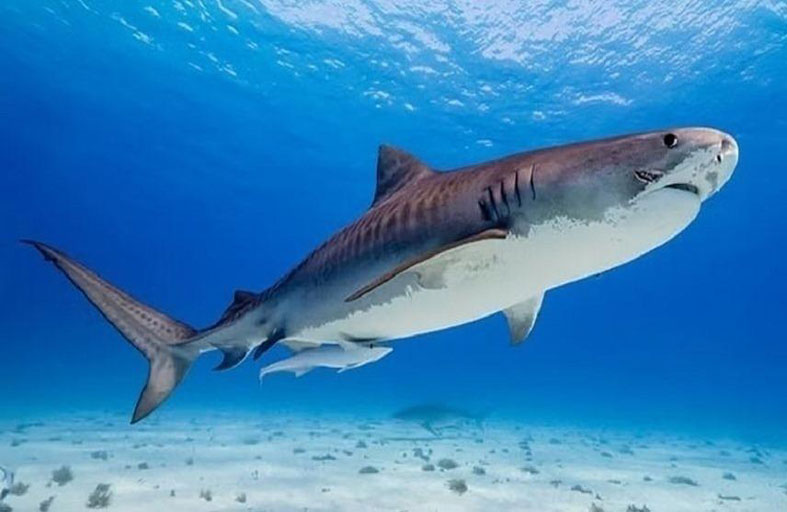 هجوم القرش يرعب نيويورك.. امرأة «في حالة حرجة»