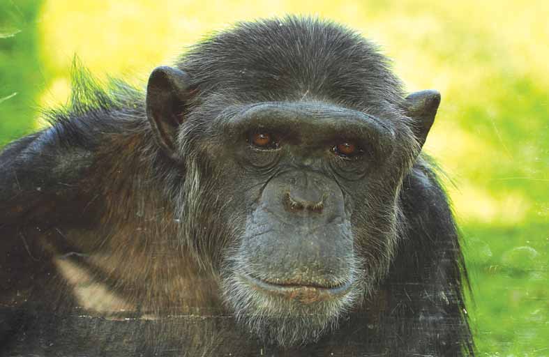 حديقة الحيوانات بالعين تحتفل باليوم العالمي للشمبانزي