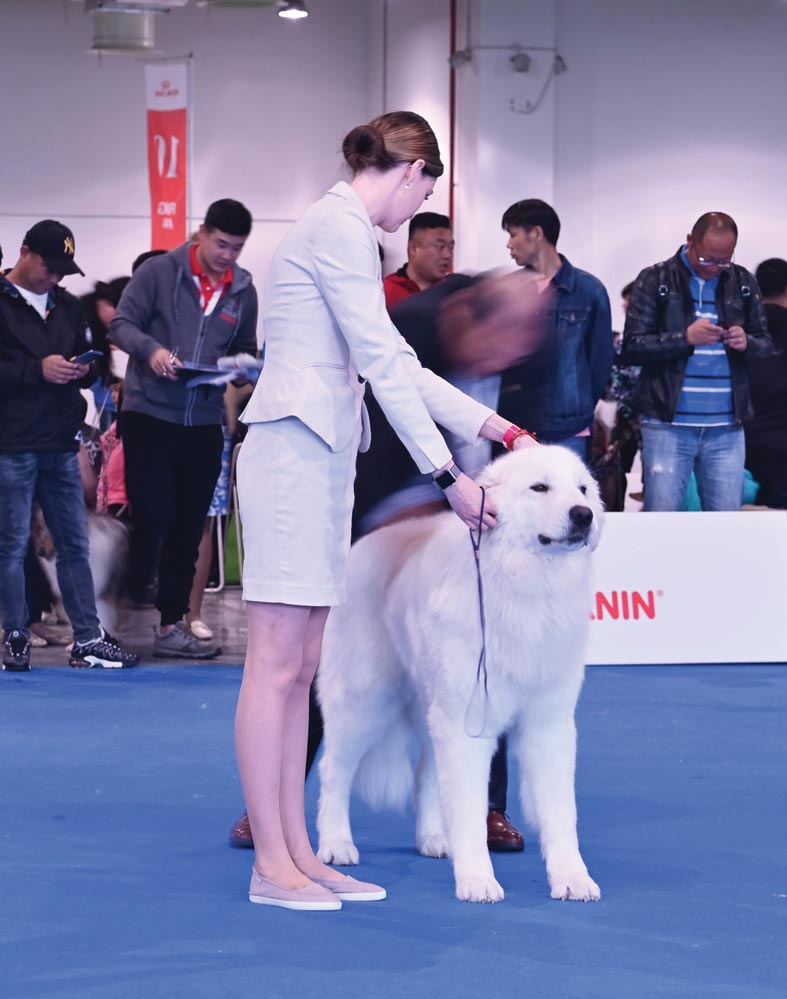 كلب يخضع للفحص خلال (معرض شنغهاي العالمي للكلاب) في شنغهاي (ا ف ب)