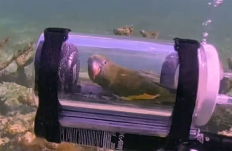 «ببغاء» يستكشف أعماق المحيط في مغامرة استثنائية