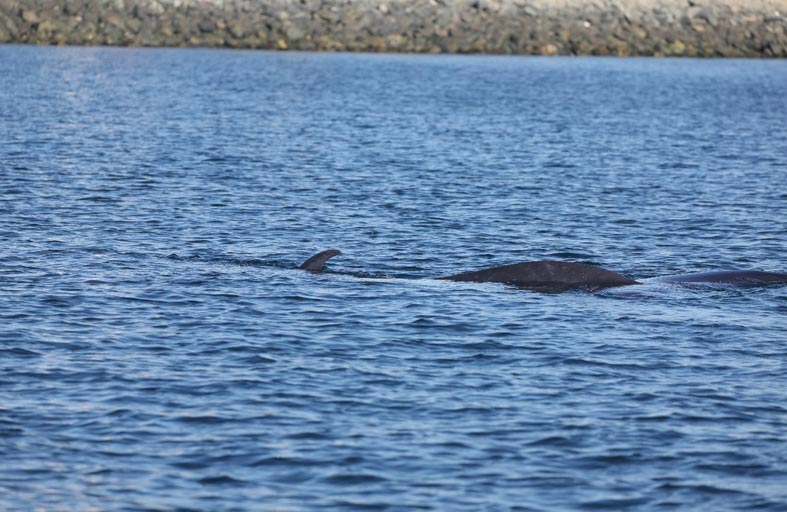 ظهور استثنائي لحوت (برايد) في الفجيرة