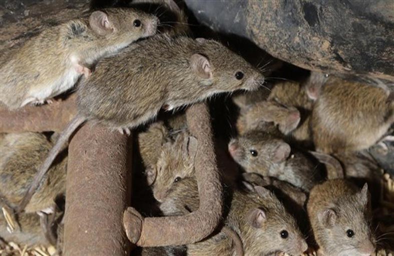 غزو فئران يجبر سجناً على إجلاء سجنائه