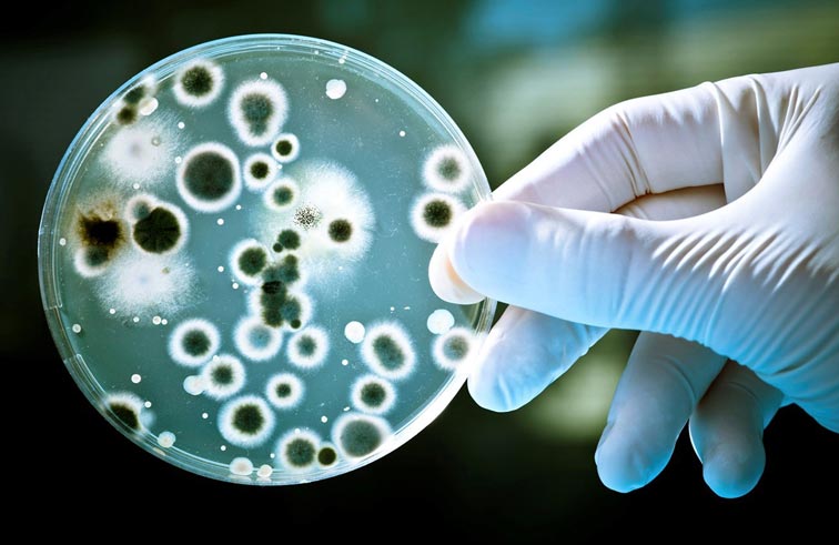 اكتشاف بكتيريا مقاومة للمضادات الحيوية