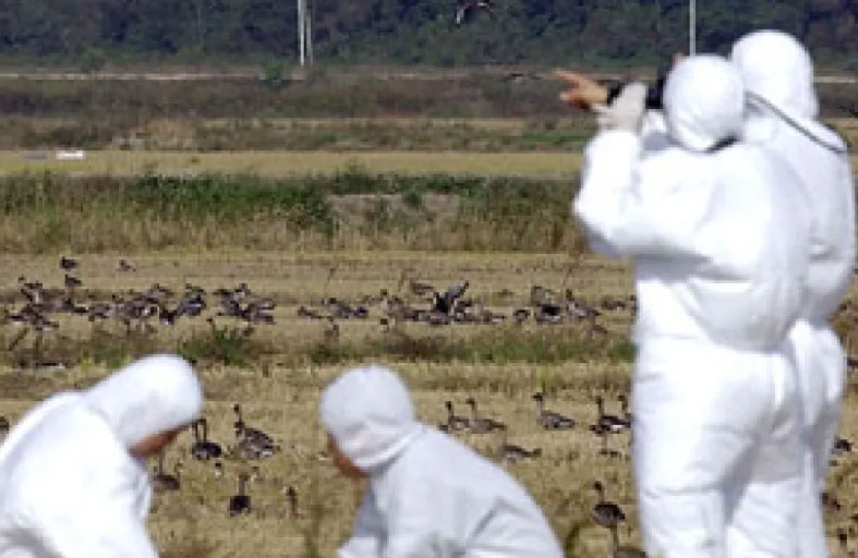 أنفلونزا الطيور تعود إلى كوريا الجنوبية