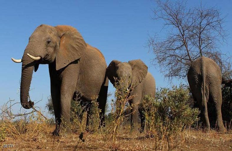 مأساة الفيلة تحيّر زيمبابوي