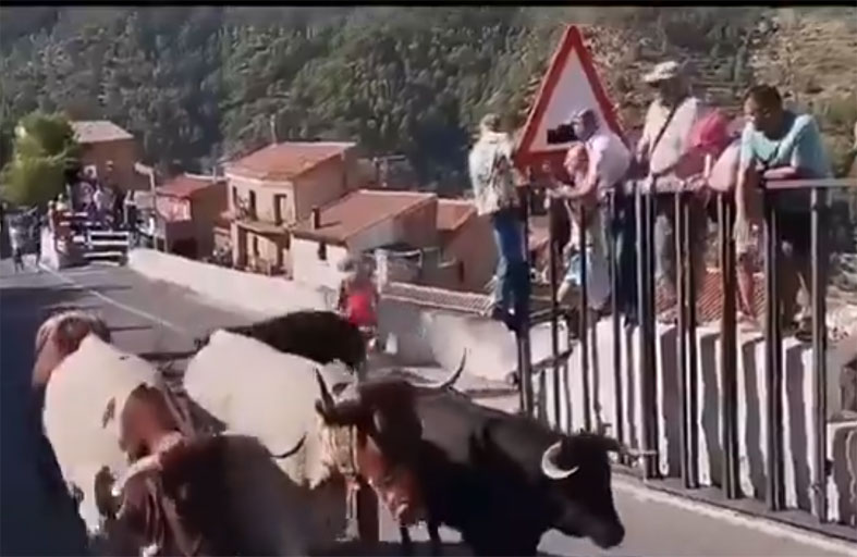 ثور يطارد امرأة ويقتلها في إسبانيا 