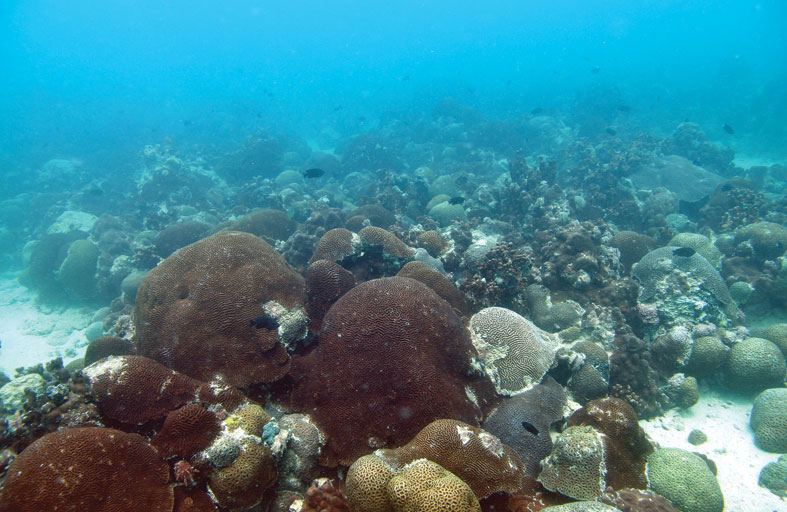 دراسة جديدة تكشف انتقال التغيرات «الأبيجينية» عبر أجيال الشعاب المرجانية للتكيف مع  تأثيرات التغير المناخي