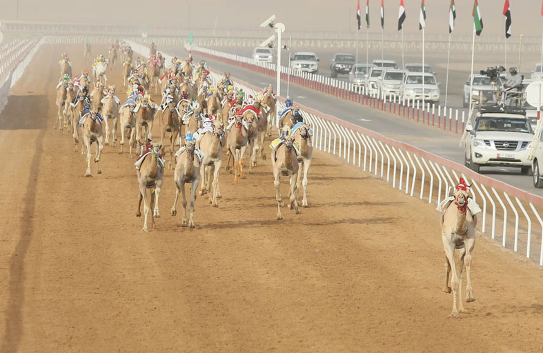 «علاج» و «شاهين» يتوجان بناموس الحقايق في مهرجان العين للهجن