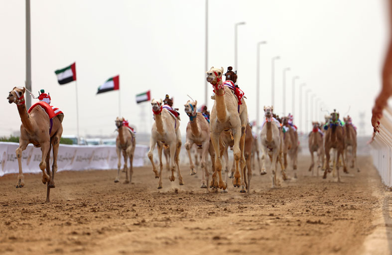 الاثنين انطلاق المهرجان الختامي السنوي لسباقات الهجن العربية الأصيلة بميدان الوثبة 