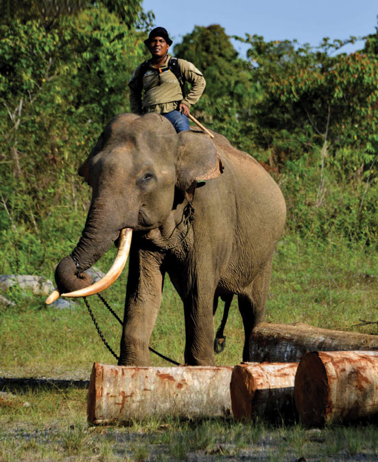 سائق يركب فيل سومطرة ويمر عبر جذوع الأشجار أثناء دورية في الغابة في بينير مريا ، إقليم أتشيه الإندونيسي. ا ف ب