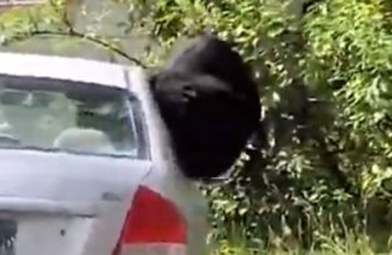 دب يقفز من داخل سيارة ويجبر سيدة على الفرار