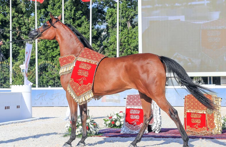 منصور بن زايد يعتمد برنامج بطولات و مزادات جمال الخيل العربية «-2022 2023»