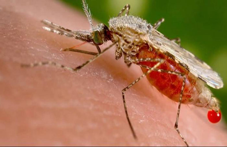 عالِم يطور تقنية للقضاء على الملاريا