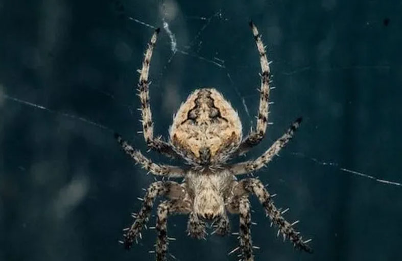 عنكبوت شديد السمية قد ينقذ البشر