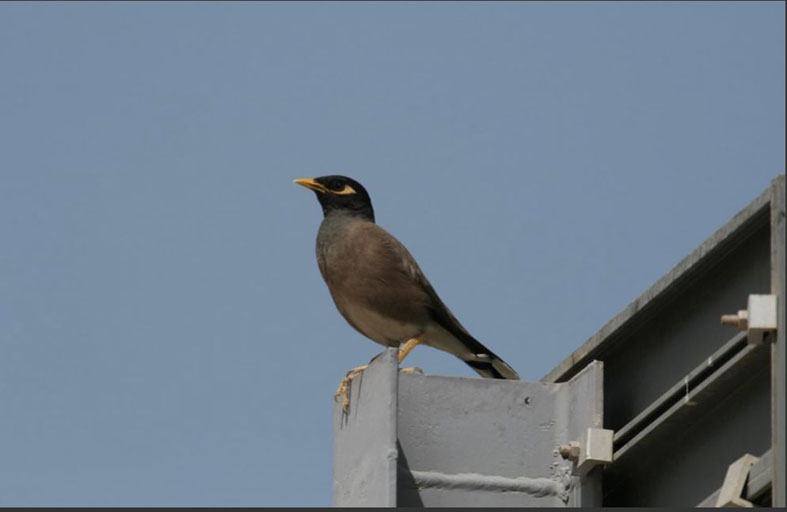 حمدان بن زايد يصدر قراراً بشأن سياسة الأنواع البحرية الغازية في إمارة أبوظبي