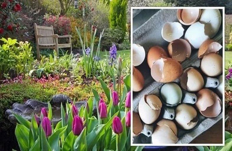 كيف تستخدم قشور البيض في حديقتك؟