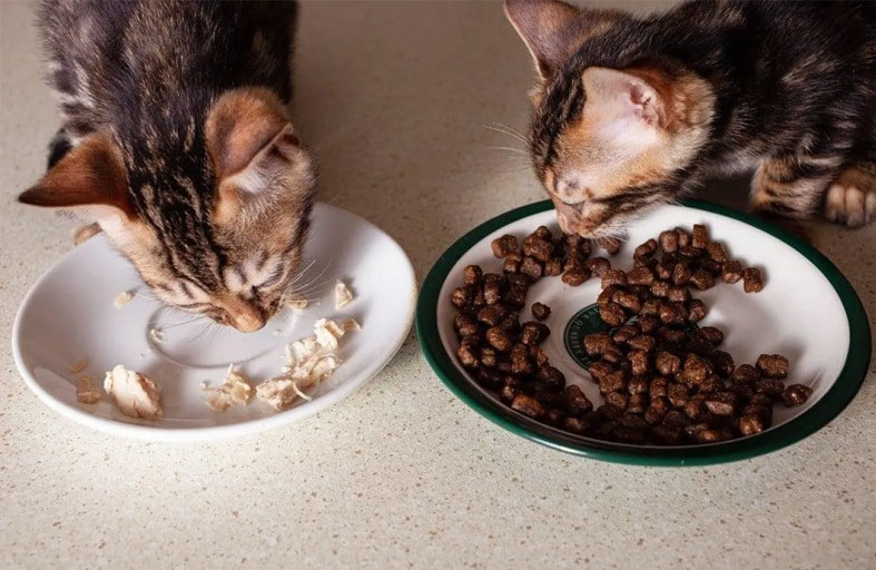 قططك لا ترفض الطعام كما تظن.. هذا ما يحدث