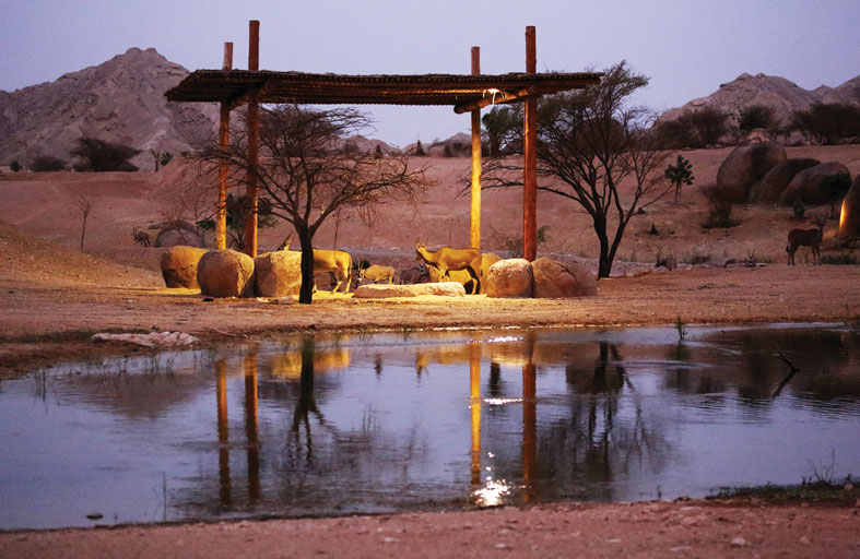 حديقة الحيوانات بالعين تقدم تجربة مسائية نادرة في زيارة كواليس وحيد القرن والزراف في السفاري