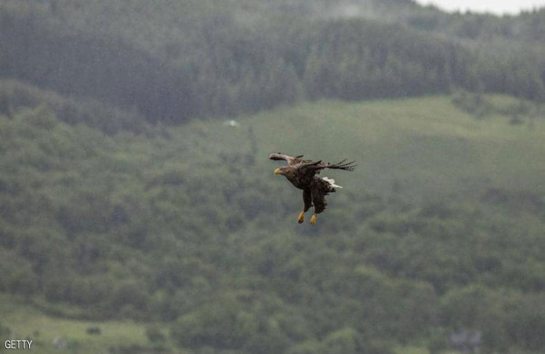 ظهور أكبر طائر جارح لأول مرة منذ 240 عاما