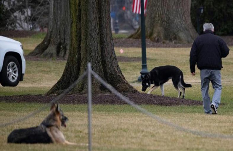كلبا جو وجيل بايدن يدخلان البيت الأبيض