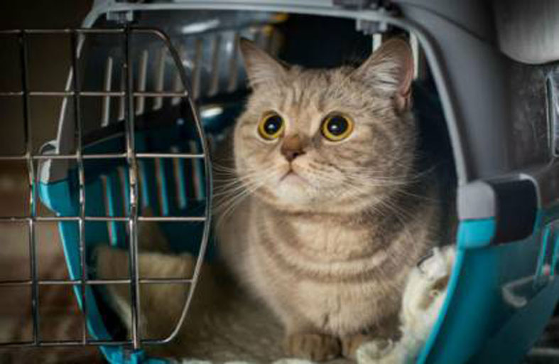 قطة تونسية تصل ألمانيا في رحلة ملحمية 