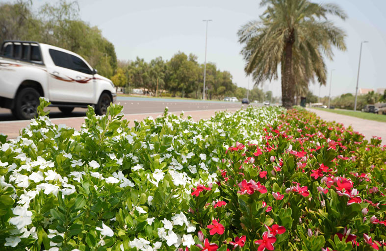 بلدية مدينة أبوظبي تنجز زراعة أكثر من 5 ملايين زهرة وتواصل نشر لوحات الجمال في أبوظبي وضواحيها