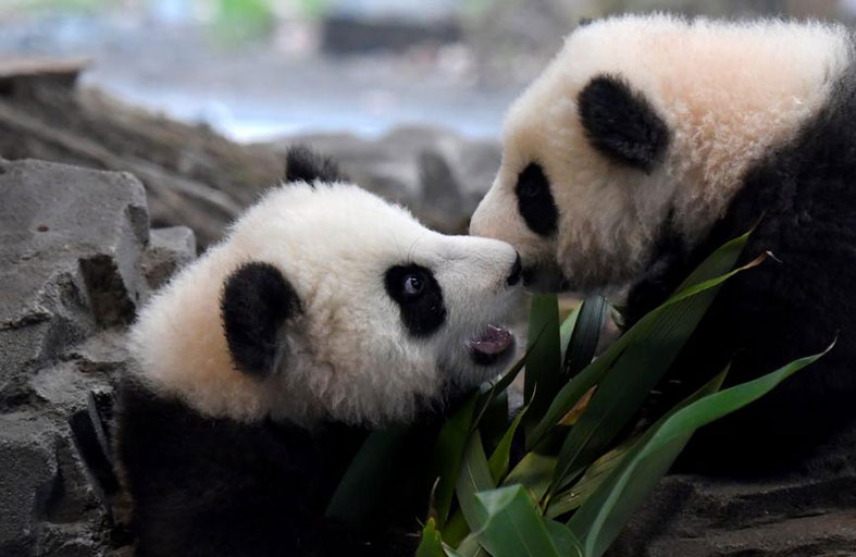 كورونا يشعل نار الحب بين الباندا