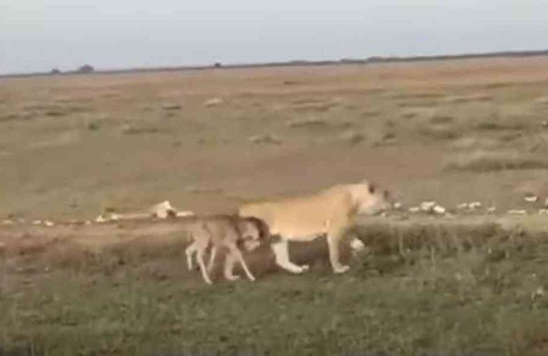 لبؤة ترافق عجلا صغيرا في محمية 