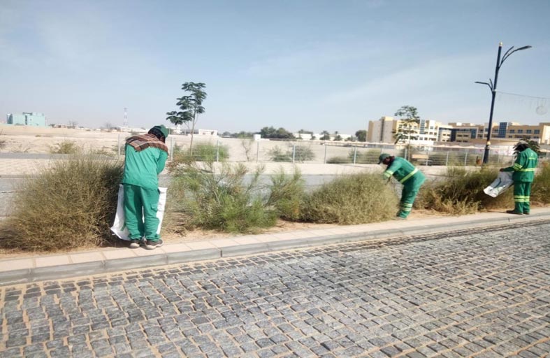 بلدية الظفرة تقوم بعمليات جمع و تخزين بذور النباتات البرية في مدينة زايد