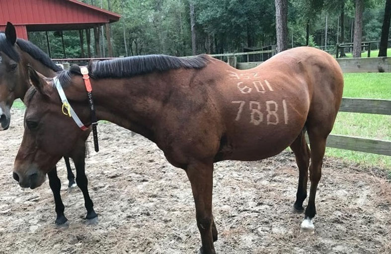 فلوريدا تستعين بالخيول استعداداً للإعصار 