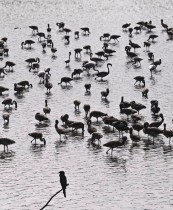 مجموعة كبيرة من طيور النحام في بركة في نافي مومباي. ا ف ب