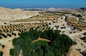 بلدية مدينة العين تستعرض مشاريعها الرائدة خلال المؤتمر والمعرض الزراعي الإماراتي 2026