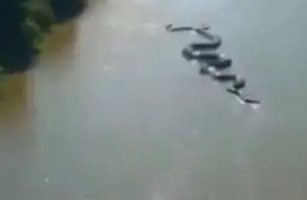 اناكوندا عملاقة تسبح في نهر الأمازون