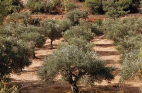 ليبيا تزرع 150 ألف شجرة زيتون