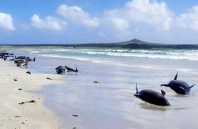 نفوق 100 حوت طيار على شواطئ نيوزيلندا
