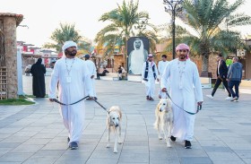 «السلوقي العربي» محط أنظار الزوار في مهرجان الشيخ زايد