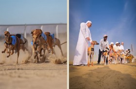 بطولة السلوقي العربي .. من ممارسة تراثية إلى منظومة رياضية متكاملة