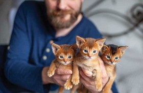 جدل علمي حول تأثير القطط على الاضطرابات العقلية