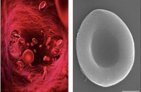 تطوير خلايا دم حمراء اصطناعية لحمل الأكسجين والدواء للجسم