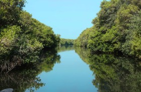 حماية البيئة البحرية والساحلية في الإمارات.. استراتيجية فعالة تعزز التنوع البيولوجي واستدامة الموارد